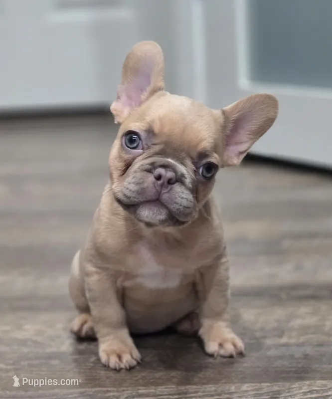 💛🍯Blondie🍯💛 – French Bulldog puppy for sale in Pasadena, TX