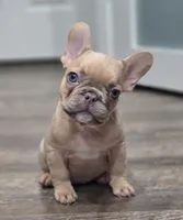💛🍯Blondie🍯💛, a female French Bulldog for sale in Pasadena, TX – 5 of 8
