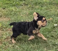 🤎🍫Kadafi🍫🤎, a male French Bulldog for sale in Pasadena, TX – 5 of 10