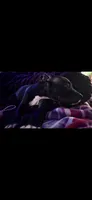 Thunder, a male American Pit Bull Terrier for sale in New York, NY – 3 of 4
