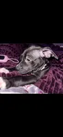 Thunder, a male American Pit Bull Terrier for sale in New York, NY – 2 of 4