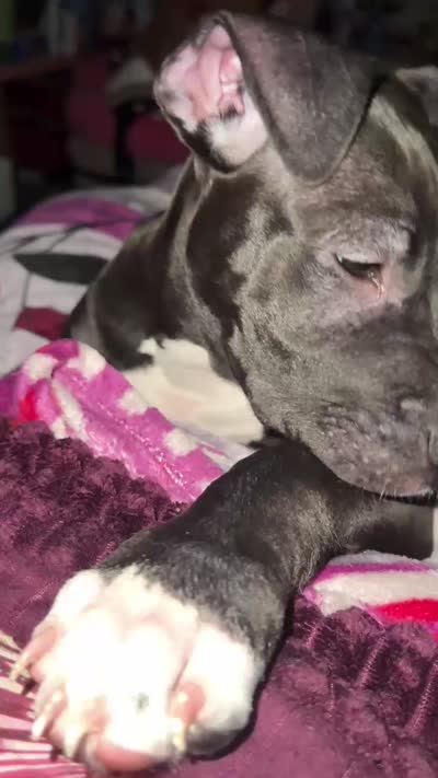 Thunder, a male American Pit Bull Terrier for sale in New York, NY – 4 of 4
