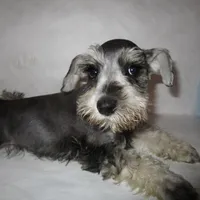 AKC Lt. Gray, a female Miniature Schnauzer for sale in Bushnell, IL – Photo 4 of 4