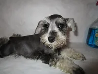 AKC Lt. Gray, a female Miniature Schnauzer for sale in Bushnell, IL – Photo 4 of 4