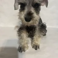 AKC Lt. Gray, a female Miniature Schnauzer for sale in Bushnell, IL – Photo 2 of 4