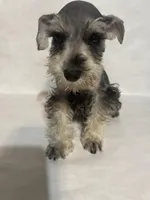 AKC Lt. Gray, a female Miniature Schnauzer for sale in Bushnell, IL – Photo 2 of 4