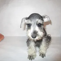 AKC Lt. Gray, a female Miniature Schnauzer for sale in Bushnell, IL – Photo 1 of 4