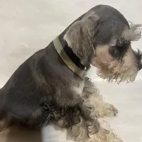 AKC Lt. Gray, a female Miniature Schnauzer for sale in Bushnell, IL – Photo 3 of 4