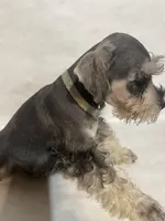 AKC Lt. Gray, a female Miniature Schnauzer for sale in Bushnell, IL – Photo 3 of 4