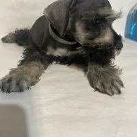 AKC Blue, a female Miniature Schnauzer for sale in Bushnell, IL – Photo 2 of 2