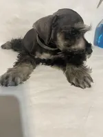 AKC Blue, a male Miniature Schnauzer for sale in Bushnell, IL – Photo 2 of 2