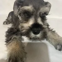 AKC Blue, a female Miniature Schnauzer for sale in Bushnell, IL – Photo 1 of 2