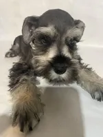 AKC Blue, a male Miniature Schnauzer for sale in Bushnell, IL – Photo 1 of 2