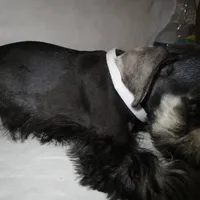 AKC White, a female Miniature Schnauzer for sale in Bushnell, IL – Photo 5 of 5