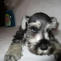 AKC White, a female Miniature Schnauzer for sale in Bushnell, IL – Photo 4 of 5