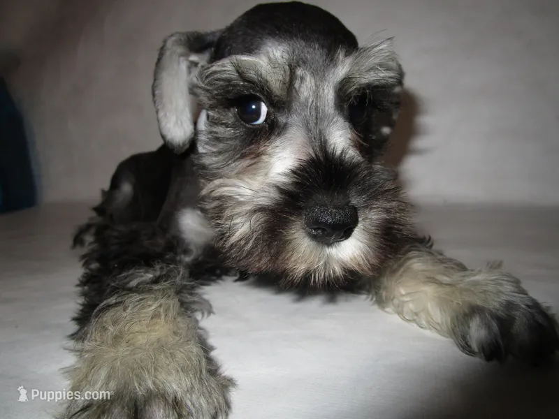 AKC White, a female Miniature Schnauzer for sale in Bushnell, IL – Photo 1 of 5