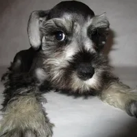 AKC White, a female Miniature Schnauzer for sale in Bushnell, IL – Photo 1 of 5