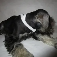 AKC White, a female Miniature Schnauzer for sale in Bushnell, IL – Photo 3 of 5