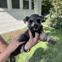 AKC #6, a female Miniature Schnauzer for sale in Bushnell, IL – Photo 1 of 3