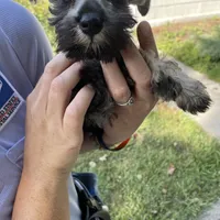 AKC #6, a female Miniature Schnauzer for sale in Bushnell, IL – Photo 3 of 3