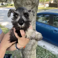 AKC #6, a female Miniature Schnauzer for sale in Bushnell, IL – Photo 2 of 3