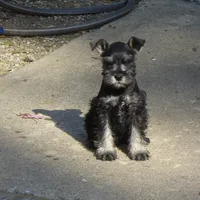 AKC #7, a male Miniature Schnauzer for sale in Bushnell, IL – Photo 1 of 2