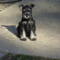 AKC #7, a male Miniature Schnauzer for sale in Bushnell, IL – Photo 2 of 2