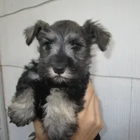 AKC #2, a male Miniature Schnauzer for sale in Bushnell, IL – Photo 2 of 2