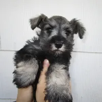 AKC #2, a male Miniature Schnauzer for sale in Bushnell, IL – Photo 1 of 2