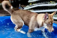 Sage, a female Siberian Husky and Pomsky for sale in Lutz, FL – 6 of 7
