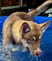 Sage, a female Siberian Husky and Pomsky for sale in Lutz, FL – 3 of 7