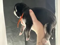 Brook, a male Siberian Husky and Pomsky for sale in Lutz, FL – Photo 2 of 3