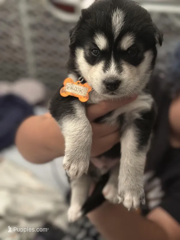 Brook – Siberian Husky, Pomsky puppy for sale in Lutz, FL