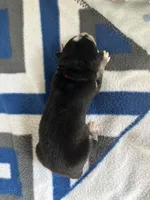 Brook, a male Siberian Husky and Pomsky for sale in Lutz, FL – Photo 3 of 3