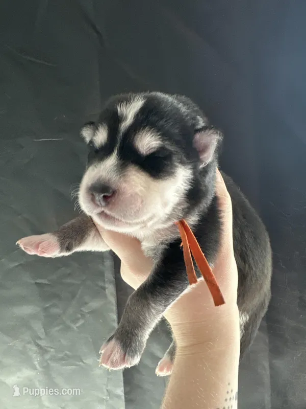 Brook – Siberian Husky, Pomsky puppy for sale in Lutz, FL