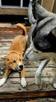 Meatball, a male Shiba Inu for sale in Lutz, FL – 3 of 5