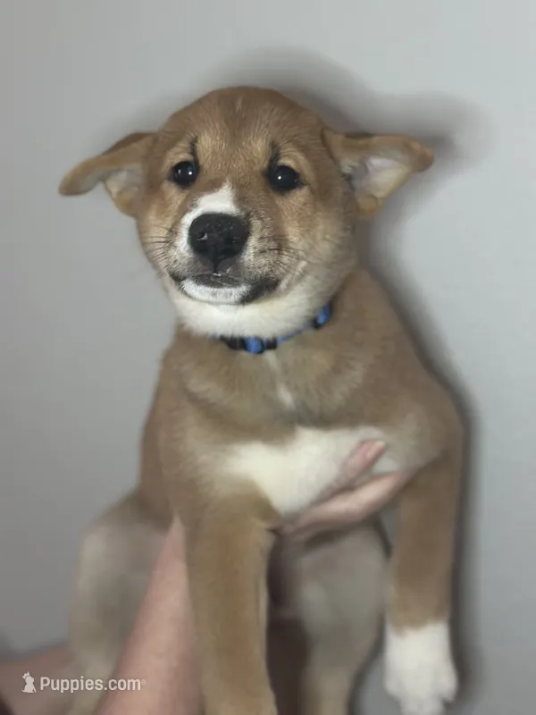 Meatball – Shiba Inu puppy for sale in Lutz, FL
