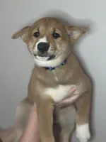 Meatball, a male Shiba Inu for sale in Lutz, FL – 3 of 8