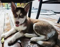 Scout, a male Siberian Husky and Pomsky for sale in Lutz, FL – 3 of 4