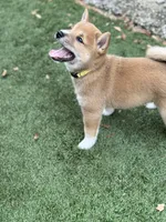 Ravioli, a male Shiba Inu for sale in Lutz, FL – 7 of 8