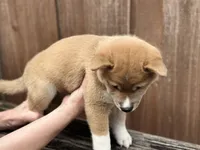Ravioli, a male Shiba Inu for sale in Lutz, FL – 3 of 8