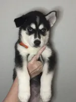 Brook, a male Siberian Husky and Pomsky for sale in Lutz, FL – 4 of 8