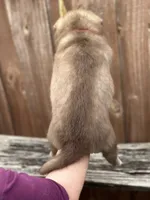 Sage, a female Siberian Husky and Pomsky for sale in Lutz, FL – 7 of 8