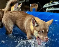 Sage, a female Siberian Husky and Pomsky for sale in Lutz, FL – 5 of 7