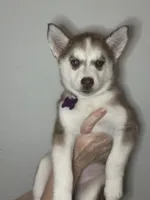 Clementine, a female Siberian Husky and Pomsky for sale in Lutz, FL – 2 of 10