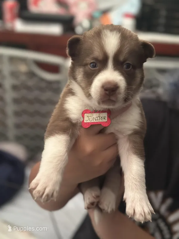 Juniper – Siberian Husky, Pomsky puppy for sale in Lutz, FL