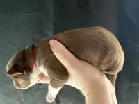 Juniper, a female Siberian Husky and Pomsky for sale in Lutz, FL – Photo 2 of 3