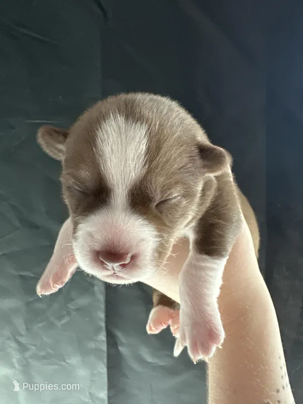 Juniper – Siberian Husky, Pomsky puppy for sale in Lutz, FL