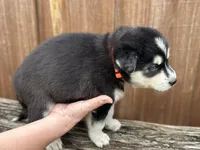Brook, a male Siberian Husky and Pomsky for sale in Lutz, FL – 6 of 8