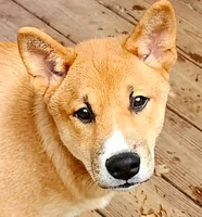 Meatball, a male Shiba Inu for sale in Lutz, FL – 4 of 9